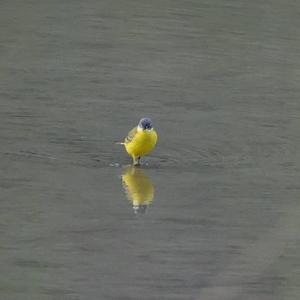 Yellow Wagtail