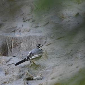 White Wagtail