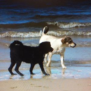 Unknown Breed