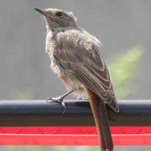 Black Redstart