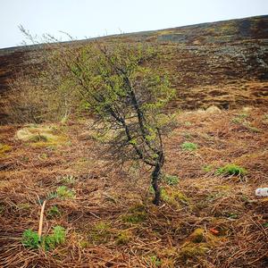 Larch (European)