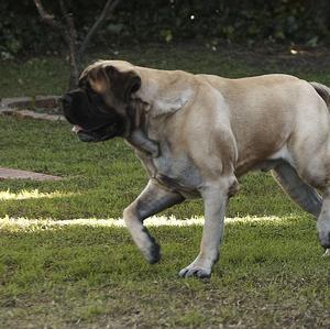 Mastiff