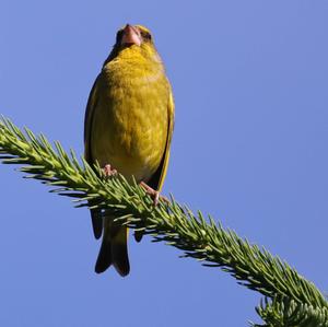 European Greenfinch