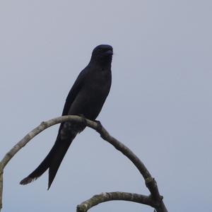 Black Drongo