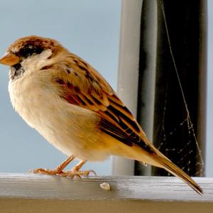 House Sparrow