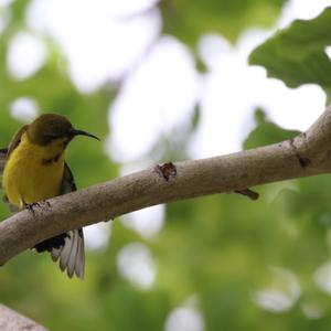 Olive-backed Sunbird