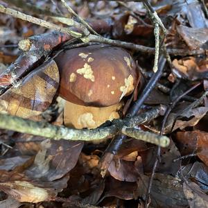 Summer Bolete