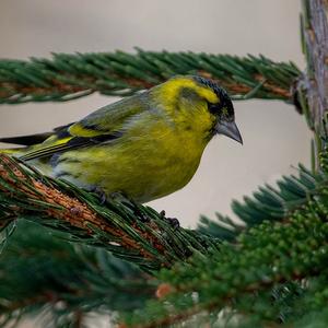 Eurasian Siskin