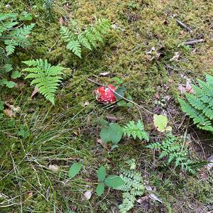 Fly Agaric