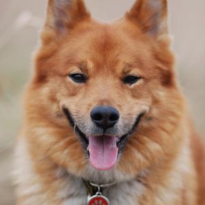 Icelandic Sheepdog