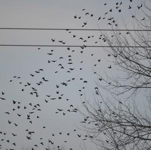 Common Starling