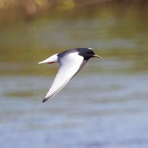 White-winged Tern