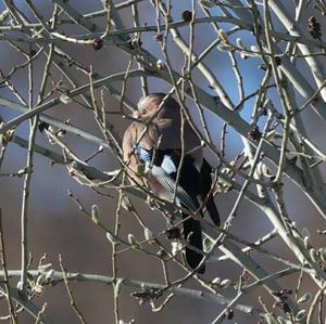 Eurasian Jay