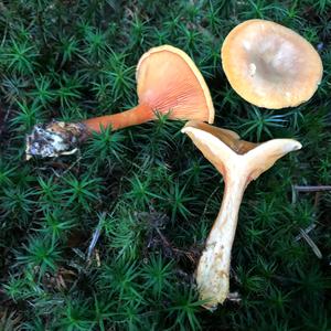 False Chanterelle