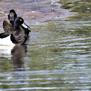 Tufted Duck