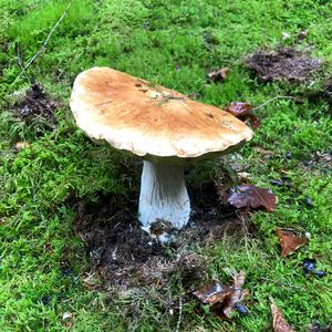 Summer Bolete