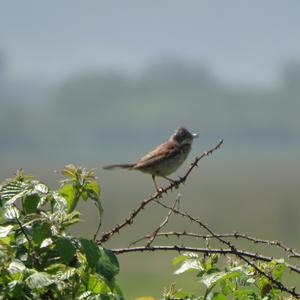 Common Whitethroat