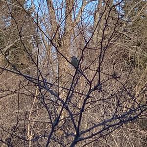 Red-breasted Nuthatch