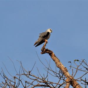 Black-winged Kite