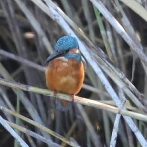 Common Kingfisher