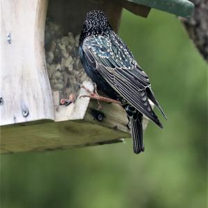 Common Starling