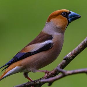 Hawfinch