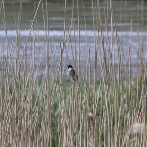 Reed Bunting