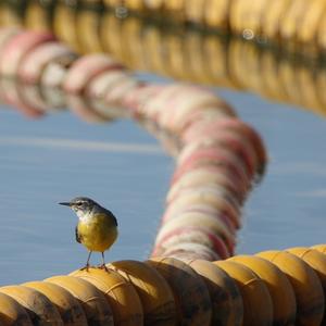 Yellow Wagtail