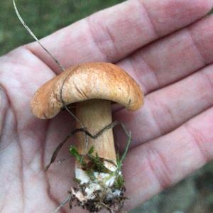 Peppery Bolete