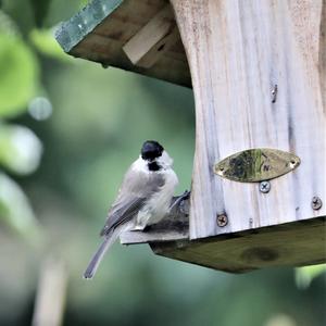 Marsh Tit