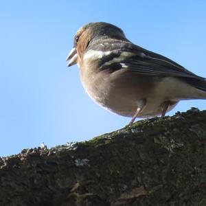 Eurasian Chaffinch