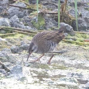 Water Rail