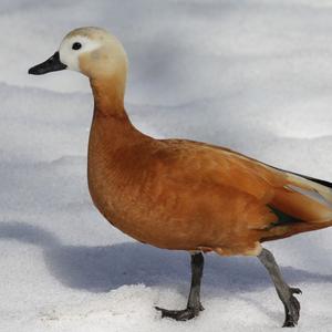 Ruddy Shelduck