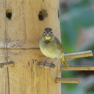 Yellow-faced Grassquit