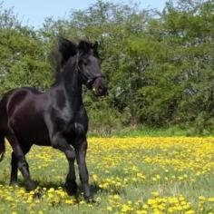 Friesian