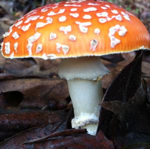 Fly Agaric