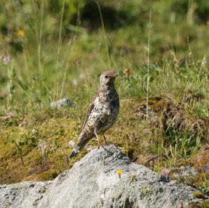 Mistle Thrush