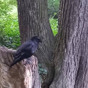 Carrion Crow