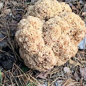 Eastern Cauliflower Mushroom