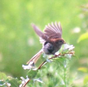 American Tree Sparrow