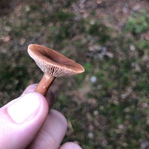 Tawny Funnel-cap