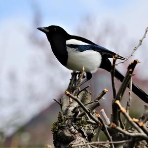 Black-billed Magpie