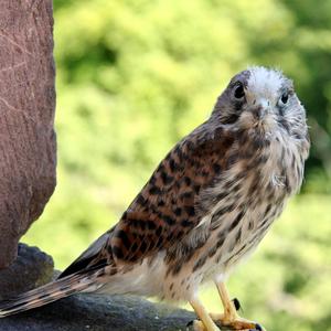 Common Kestrel