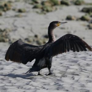 Kormoran