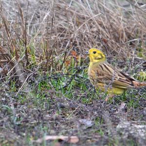 Yellowhammer