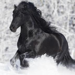 Friesian