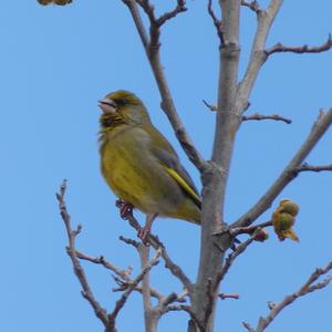 European Greenfinch