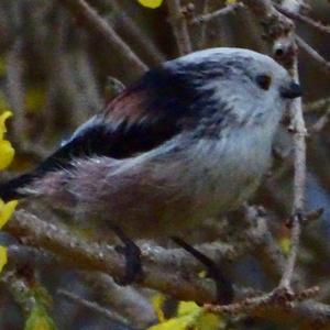 Long-tailed Tit