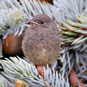 Black Redstart