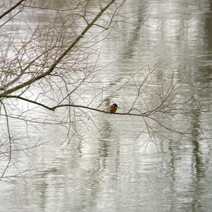 Eisvogel